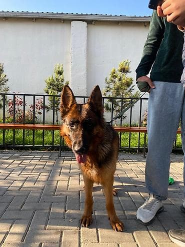 pomeran it: Alman çoban iti, Erkek — 3