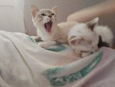 кот: Самец, Самка, В добрые руки — 5