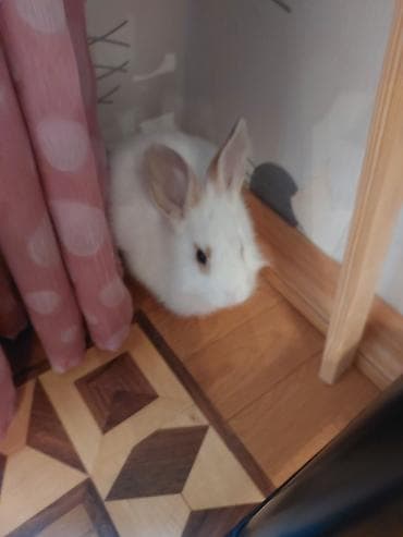 quba heyvanlar: Dozangurd Dovşan satılır. Son qiymət 70 manatdır. Cinsiyəti ğizdır.Çox — 4