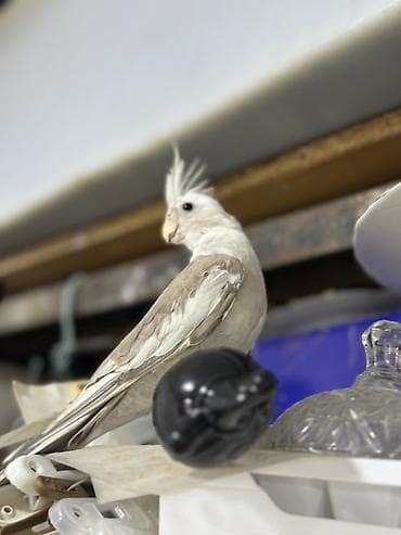 ağ quyruğ: Yanagsız korella (cockatiel) – xüsusi rəng mutasiyası. - Rcəng: açıq — 2