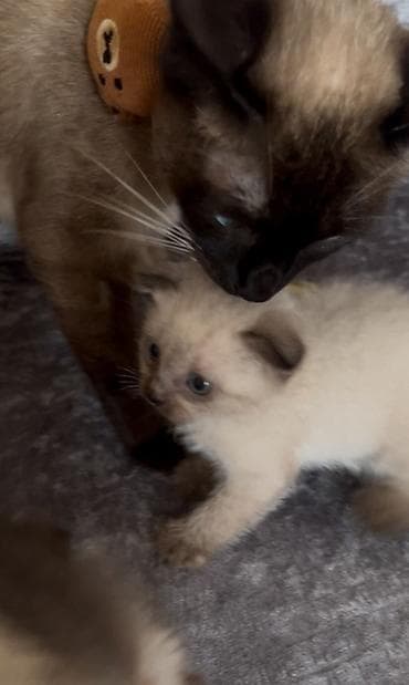 canlı yem: Siam — 3