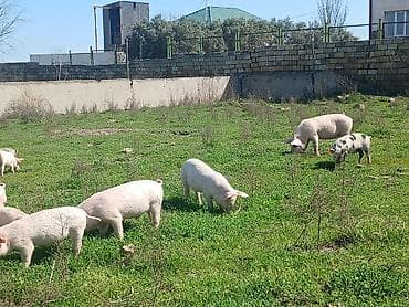 qurban qoyun sekilleri: Otlaqda gəzən çəhrayı və qara rəngli donuzlar. Müxtəlif ölçülərdə olan — 5