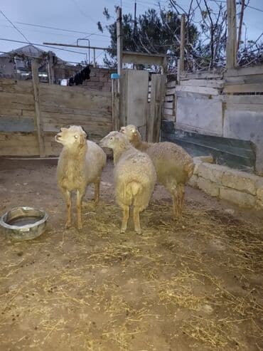 toyuga verilen adlar: Salam razılaşmaq olar — 1