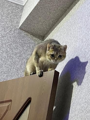 İtlər: Britan, Erkək, Cütləşmə üçün — 3