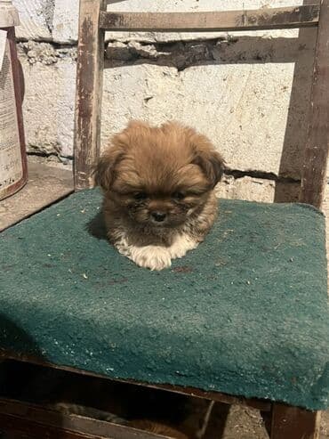 kangal balasi satilir: Piknes balası tam saglam 2 aylıg disidi — 1