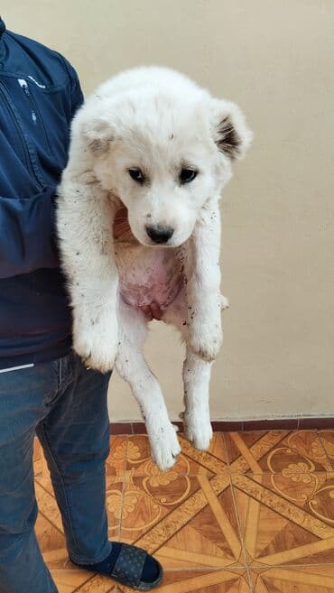 Alabay, 2 ay, Dişi, Peyvəndli, Ünvandan götürmə lalafo.az -da Alabay, 2 ay, Dişi, Peyvəndli, Ünvandan götürmə