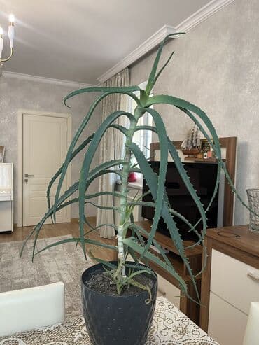 алоэ пайдасы: Aloe Vera bitkisi Baxımı asan, havanı təmizləyən və şəfalı — 2