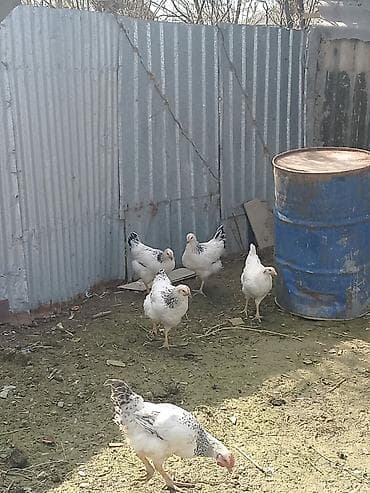 Heyvanlar: Toyuq, Damazlıq — 4