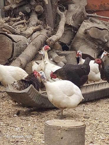 itler sekilleri: Məhsul: Qviniya quşları (hind toyuğu deyil), müxtəlif rənglərdə sürü — 2