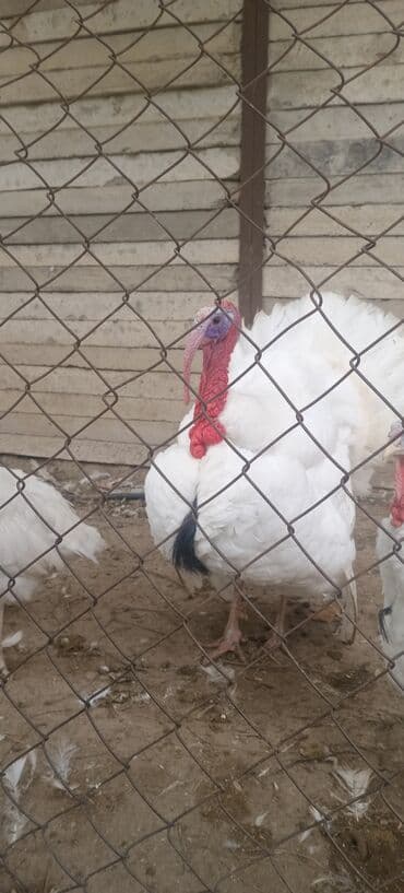 simental inekler satilir: Erkək, Damazlıq — 3