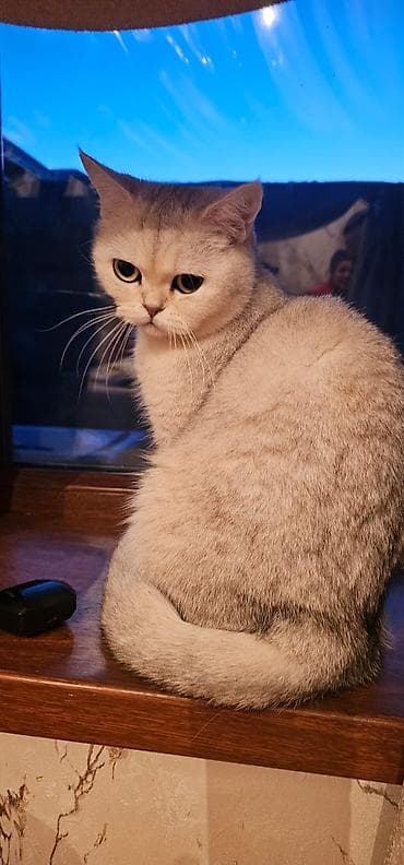 Qızıl şinşilla, Dişi