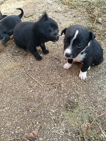 bala itlerin satisi: Ünvandan götürmə — 9