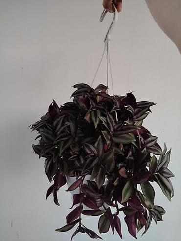 Sallanan saksıda “Tradescantia zebrina” (təlxəkotu, Wandering Jew)