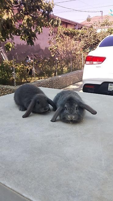 qefes boyuk: Təmiz qan mini lop-20man,sadə dik qulağ-10 man.Rənqlər-açiq — 4