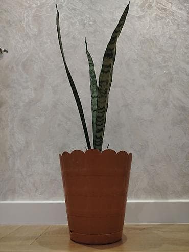 Otaq bitkiləri: Otağ bitkisi (Sansevieriya) Dibçəksiz 10₼ Dibçəkli 15₼ Evdəki zərərli — 2