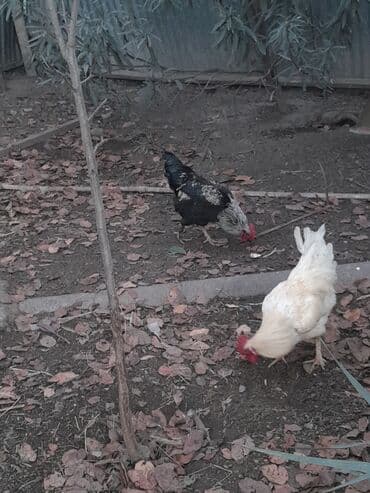 broyler cuce satisi: Təsvir: - Həyətdə sərbəst otlanan kənd toyuqları və xoruzlar. - — 1