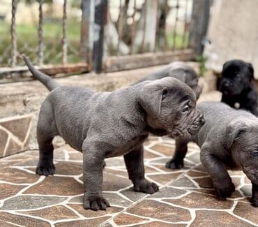 кане корсо цена: Kane-Korso — 3