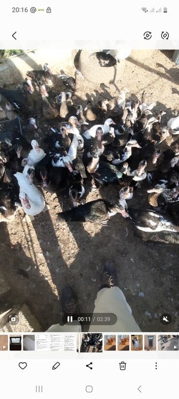 cins ineklerin satisi 2019: Lal ördəklər satılır. 10 manatdan başlayır 20 manata kimi. qiymət — 3