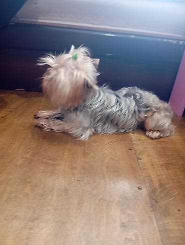 Yorkşir teryer, 1 il, Ünvandan götürmə lalafo.az -da Yorkşir teryer, 1 il, Ünvandan götürmə