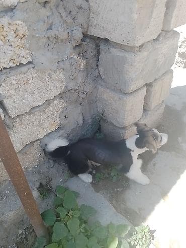 balaca itler satisi: 1 ay, Erkek, Peyvəndli, Ödənişli çatdırılma — 3