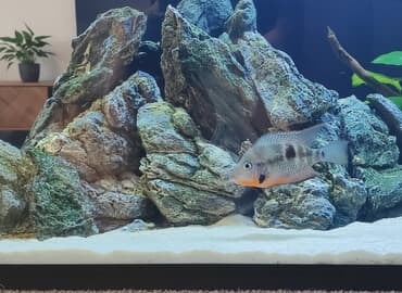 betta balıq: Cixlid balığı, Yırtıcı, Ünvandan götürmə — 4