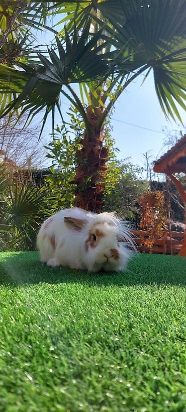 Atlar: Wekilde gorduynuz Xolandski lop mini erkek satilir saglamliqina — 1