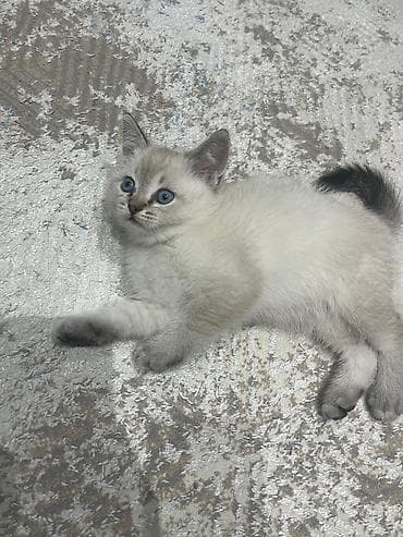 erkek pişik: Məhsul: Gözəl pişik balası - Rəng: açıq krem rəngli tüklər, qulaq — 6