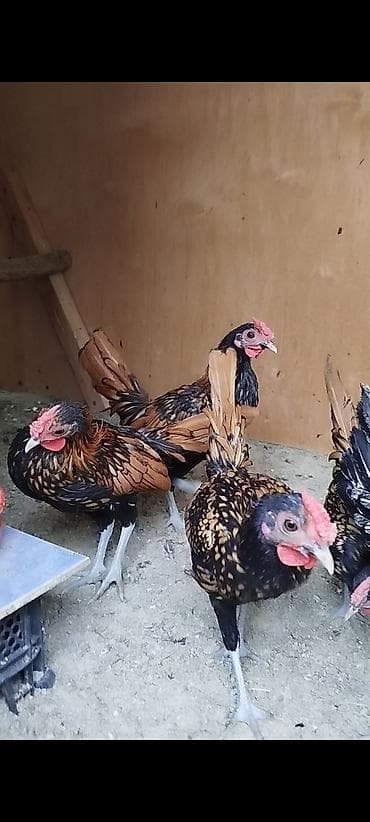 kənd toyuqu: Toyuq, Damazlıq, Ödənişli çatdırılma — 1