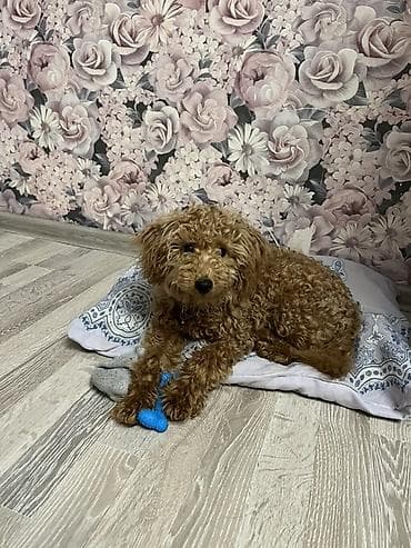 pudel karlik: Pudel, 7 ay, Peyvəndli — 9