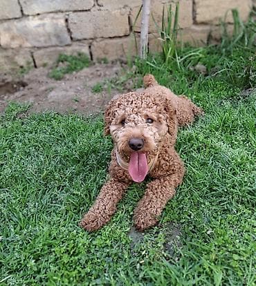 zvanok itləri: 1 il, Erkek, Sənədli — 5