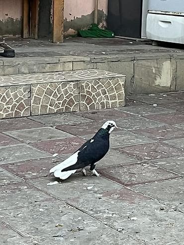 Ag quyruq erkekdi unvan sabuncu .saglam bala veren heyvandi lalafo.az -da Ag quyruq erkekdi unvan sabuncu .saglam bala veren heyvandi