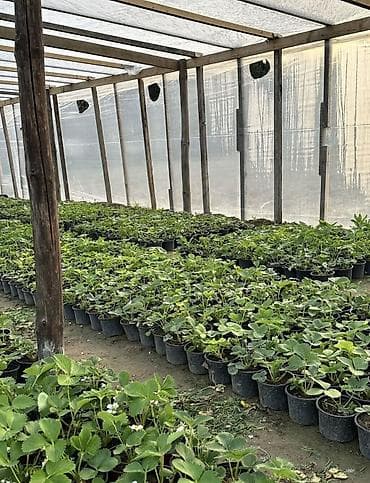 yolka satisi: Çiyələk ştilləri satılır. Viktoriya sortudur. Qiyməti 2.50 azn Ünvan — 5