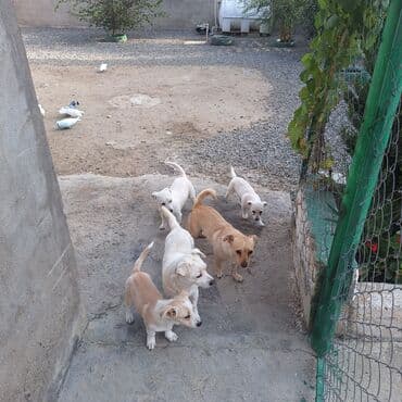 купить хаски щенка: Звонок, 4 месяца, Самовывоз — 5