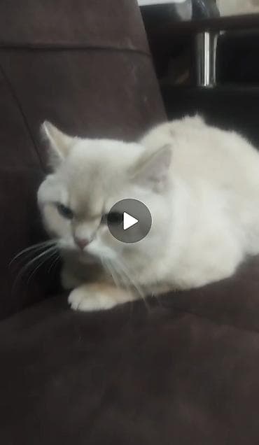 Şinşilla, Erkək lalafo.az -da Şinşilla, Erkək