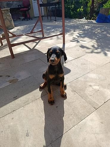Doberman, Peyvəndli — 2