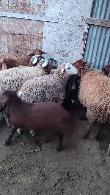 Аквариумы: Sağlam cavan heyvanlardi kom satılır Kurdexanidadi. Ümumi 12 Heyvandi — 6