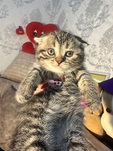 british: Şotland — 3