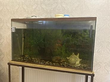 it bala: Şüşə akvarium ici bos halda satilir. - Təxminən iri həcmli düzbucaqlı — 3