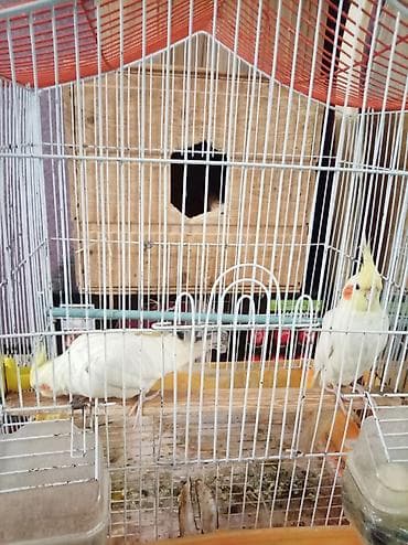 Yalnız vatçap 0558707271 yumurtayib 15eded - Növ: Nymph kakadu