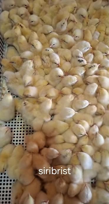 kənt cücəsi: Toyuq cücələri, Ətlik — 2