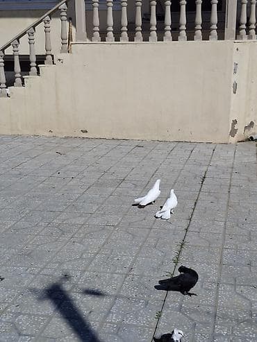 Göyərçinlər: Ebreş enni quyruqlar .babayevski ağbaş ağquyruglar.sarı çəplər .ağ — 4