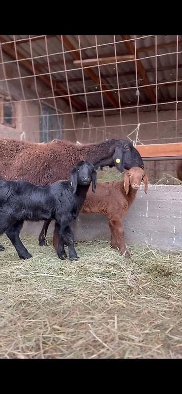 qoyun sekili: Qoyun və quzu dəsti - Ana qoyun: yerli ətlik-tip (qara başlı — 10