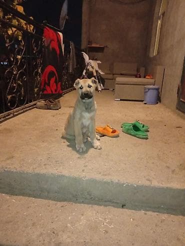 it balasi: Qafqaz çoban iti, 4 ay, Dişi, Cütləşmə üçün, Ünvandan götürmə — 3