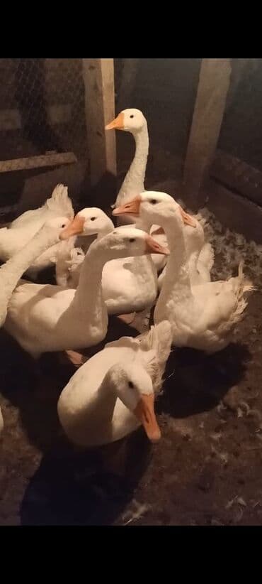 cücə satışı 2023: Məhsul: Ağ qazlar (sürülü) Linda ailesi 8 ayligdilar 12 ededdir — 5