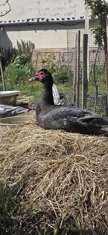 lavanda ordeyi: Macar lal erkəy.9 aylıqdı.Barter yoxdur — 1