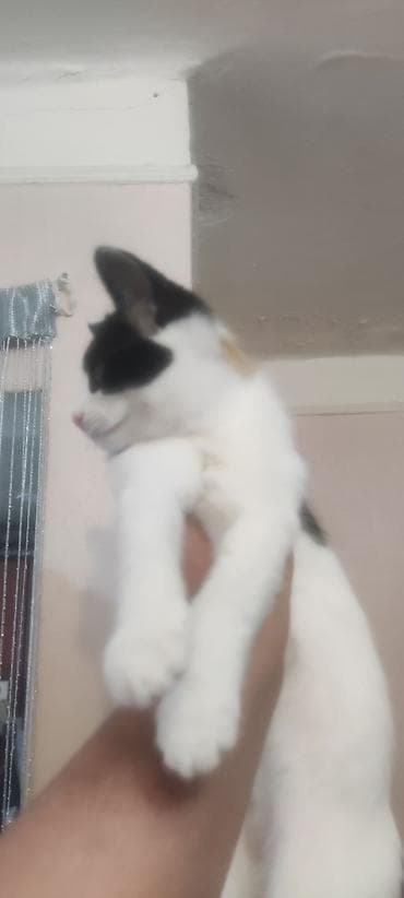 tap az pisik: Yaxşı əllərə — 1