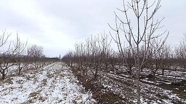 zigda torpaq: Kənd təsərrüfatı — 4