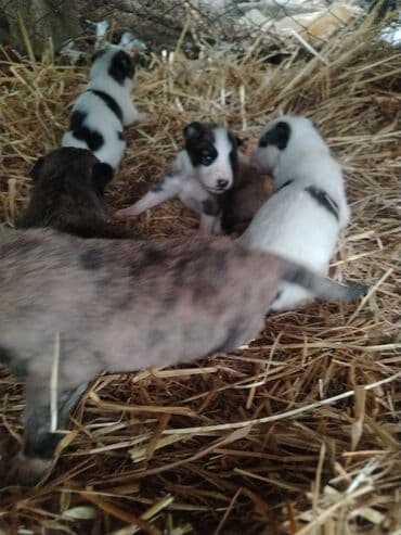 qurdbasar balaları: Qurdbasar, Erkek — 1