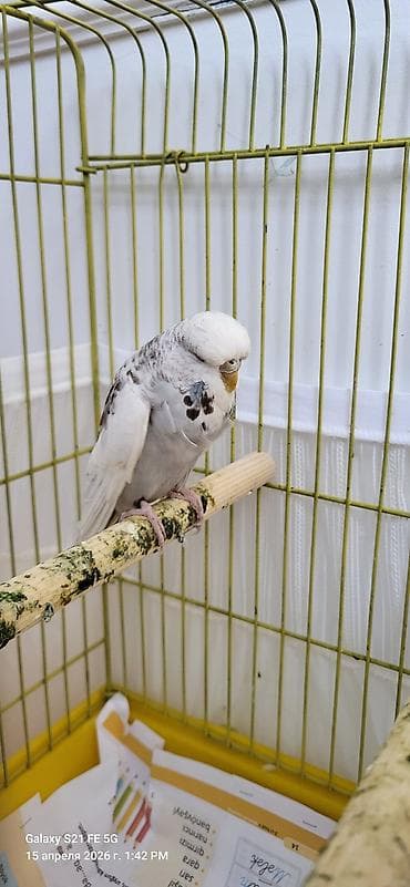 Tutuquşları: Jumbo maya. Bala da verib. Erkəyi yoxdu tək qalıb. Qızğınlıqdan — 6