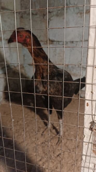 heyratı toyuqları: Toyuq, Damazlıq, Ünvandan götürmə — 1